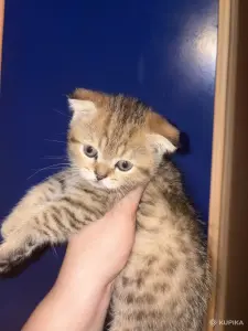Шотландские котята