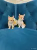 Девочки Чихуахуа - Вся Беларусь - 257786 - Доска объявлений Kupika.by