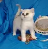Кошки - Шотландский котенок. - Вся Беларусь Шотландский котенок. - Вся Беларусь - 254441 - Доска объявлений Kupika.by
