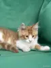 Мейн-Кун мальчик - Вся Беларусь - 254548 - Доска объявлений Kupika.by - Фото 2