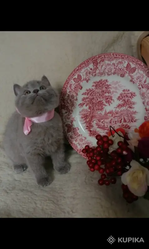 Британские Котята Без примеси других пород
