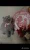 Кошки - Британские Котята Без примеси других пород - Вся Беларусь Британские Котята Без примеси других пород - Вся Беларусь - 254770 - Доска объявлений Kupika.by