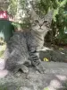 Кошки - Котята в дар - Вся Беларусь - Фото 2 Котята в дар - Вся Беларусь - 253508 - Доска объявлений Kupika.by - Фото 2