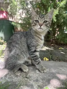 Котята в дар