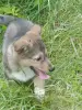 Щенок - Вся Беларусь - 254847 - Доска объявлений Kupika.by - Фото 3