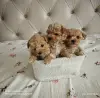 Мальтипу щенки - Вся Беларусь - 257833 - Доска объявлений Kupika.by - Фото 4