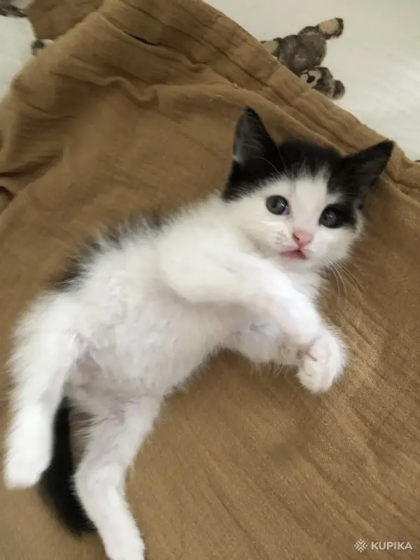 Котенок мальчик - Вся Беларусь - 254415 - Доска объявлений Kupika.by - Фото 2