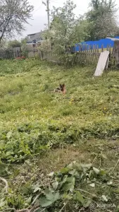 Немецкая овчарка