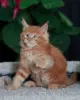 Кошки - Чистокровный Мальчик МЕЙН-КУН. - Вся Беларусь - Фото 5 Чистокровный Мальчик МЕЙН-КУН. - Вся Беларусь - 256344 - Доска объявлений Kupika.by - Фото 5
