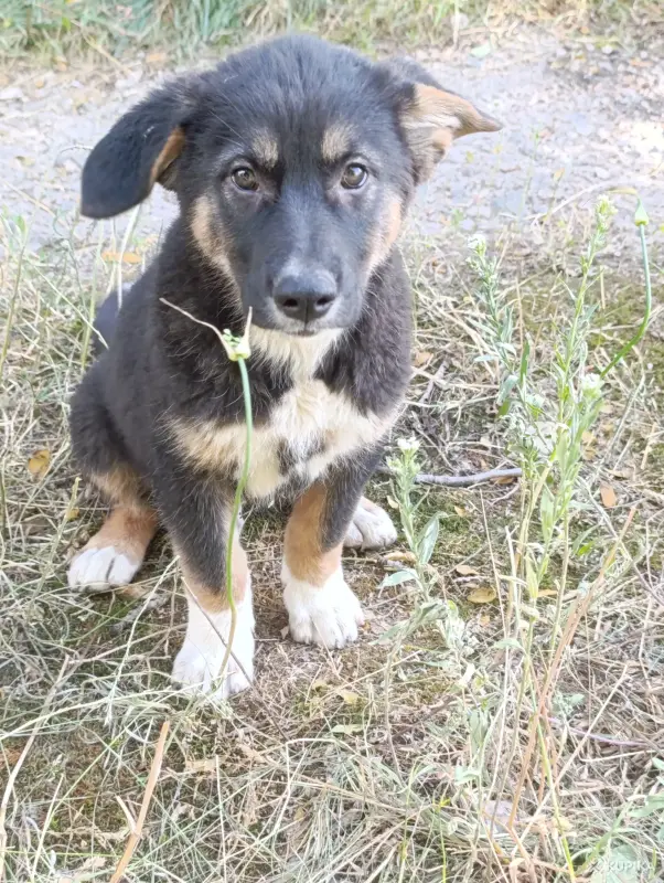 Щенки - Вся Беларусь - 253980 - Доска объявлений Kupika.by - Фото 11