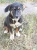 Щенки - Вся Беларусь - 253980 - Доска объявлений Kupika.by - Фото 11