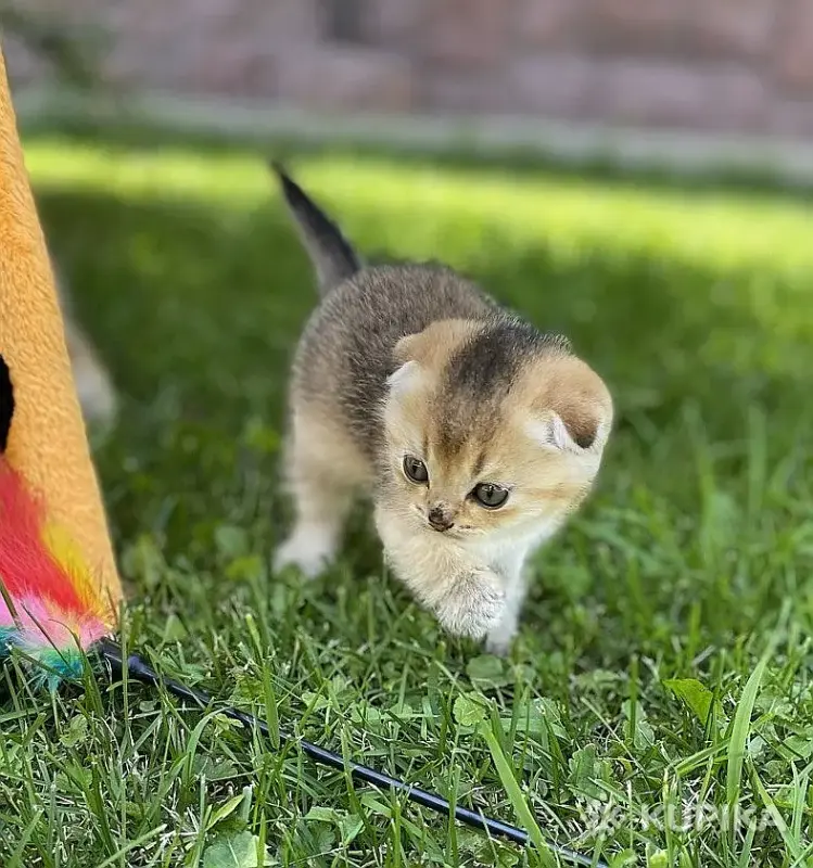 Кошки - Шотландские вислоухие котята - Вся Беларусь - Фото 4 Шотландские вислоухие котята - Вся Беларусь - 257842 - Доска объявлений Kupika.by - Фото 4