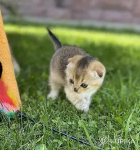 Шотландские вислоухие котята