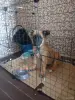 Немецкая овчарка - Вся Беларусь - 256472 - Доска объявлений Kupika.by - Фото 3