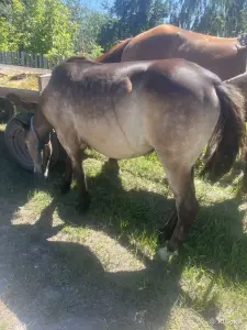 Жеребчик