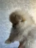 Собаки - Померанский шпиц - Вся Беларусь - Фото 3 Померанский шпиц - Вся Беларусь - 255310 - Доска объявлений Kupika.by - Фото 3
