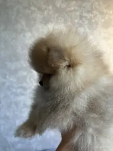 Померанский шпиц