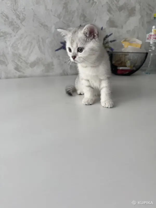 Шотландский Котенок - Воропаево - 249884 - Доска объявлений Kupika.by - Фото 9