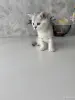 Шотландский Котенок - Воропаево - 249884 - Доска объявлений Kupika.by - Фото 9