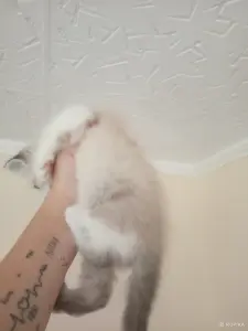 Котенок