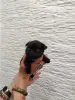 Пти брабансон - Вся Беларусь - 254625 - Доска объявлений Kupika.by