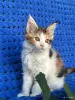 Мейн-кун котенок девочка - Вся Беларусь - 255966 - Доска объявлений Kupika.by - Фото 3