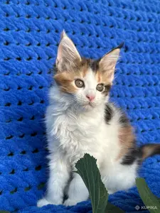 Мейн-кун котенок девочка