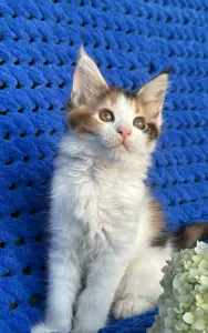 Мейн-кун котенок девочка