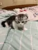 Кошки - Шотландская девочка - Вся Беларусь - Фото 8 Шотландская девочка - Вся Беларусь - 255748 - Доска объявлений Kupika.by - Фото 8