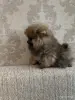 Собаки - Щенок померанского шпица - Вся Беларусь - Фото 5 Щенок померанского шпица - Вся Беларусь - 255885 - Доска объявлений Kupika.by - Фото 5