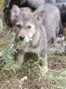 Щенки - Вся Беларусь - 254722 - Доска объявлений Kupika.by - Фото 9