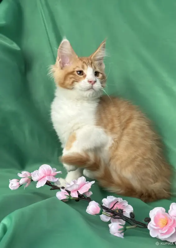 Кошки - Котята мейн-кун - Вся Беларусь - Фото 9 Котята мейн-кун - Вся Беларусь - 253681 - Доска объявлений Kupika.by - Фото 9