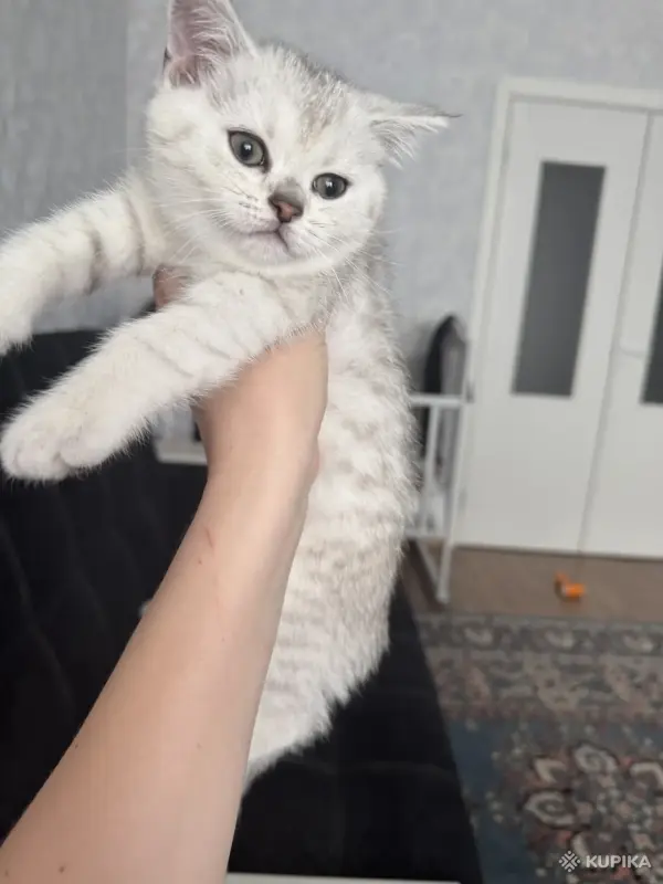 Шотландский Котенок - Воропаево - 249884 - Доска объявлений Kupika.by - Фото 6
