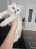 Шотландский Котенок - Воропаево - 249884 - Доска объявлений Kupika.by - Фото 6