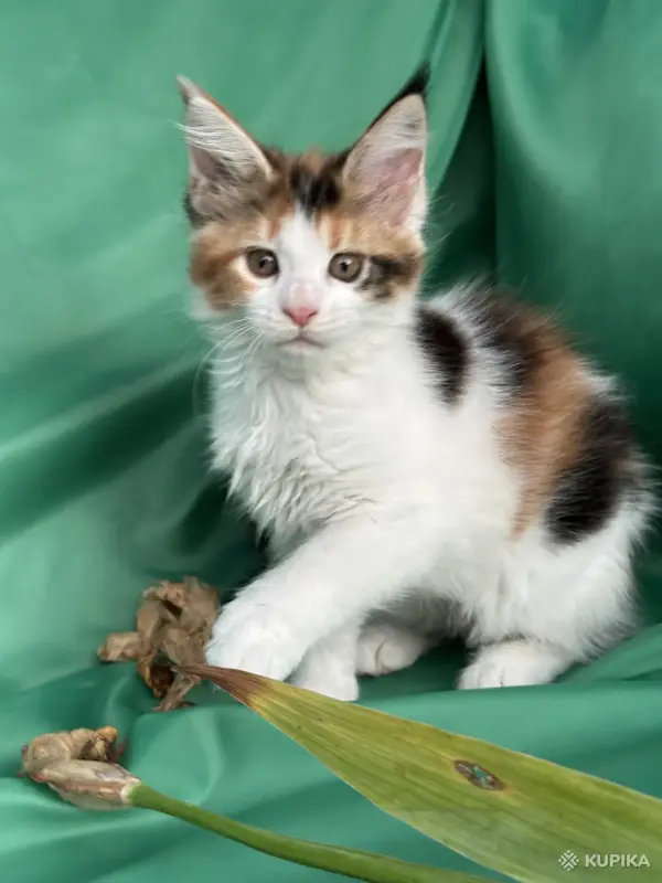 Кошки - Котята мейн-кун - Вся Беларусь - Фото 2 Котята мейн-кун - Вся Беларусь - 253681 - Доска объявлений Kupika.by - Фото 2
