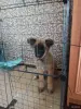 Немецкая овчарка - Вся Беларусь - 256472 - Доска объявлений Kupika.by - Фото 2