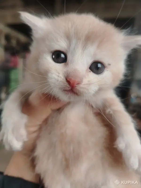 Котенок в дар.