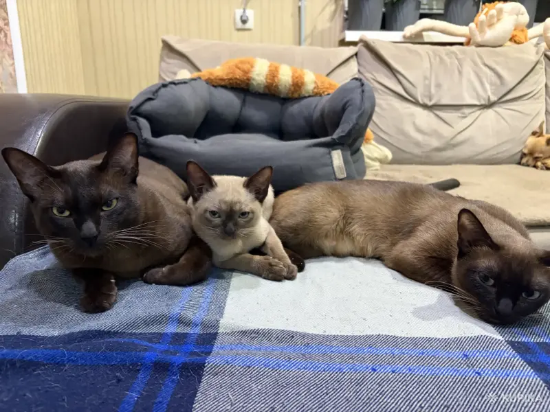 Котята Бурмы - Березовка - 217272 - Доска объявлений Kupika.by - Фото 2