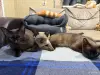 Котята Бурмы - Березовка - 217272 - Доска объявлений Kupika.by - Фото 2