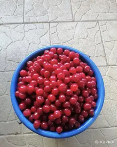 Вишня домашняя