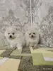 Собаки - Щенки белого померанского шпица - Вся Беларусь - Фото 2 Щенки белого померанского шпица - Вся Беларусь - 253605 - Доска объявлений Kupika.by - Фото 2