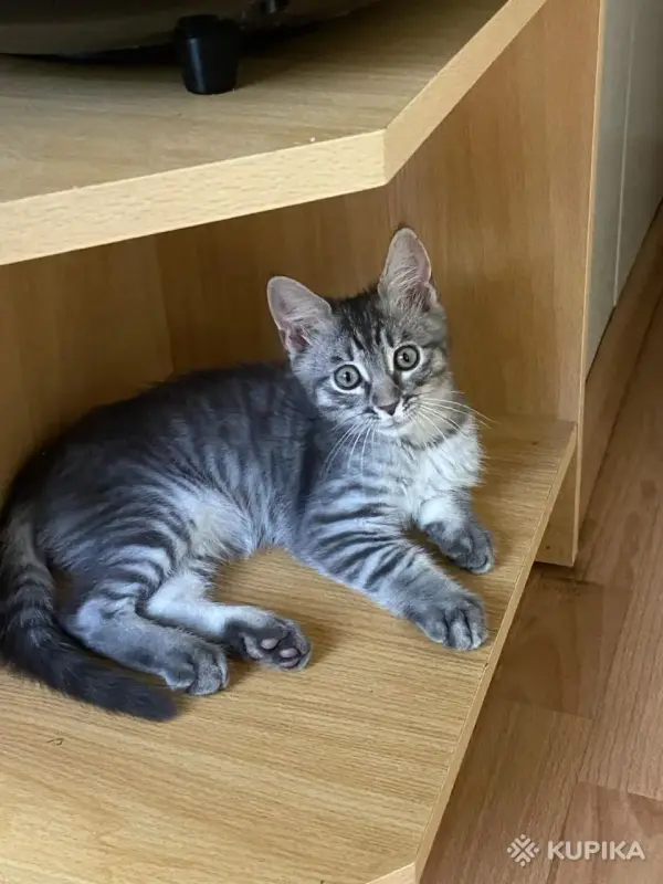 Котенок