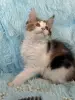 Кошки - Мейн-Кун котенок - Вся Беларусь - Фото 3 Мейн-Кун котенок - Вся Беларусь - 255647 - Доска объявлений Kupika.by - Фото 3
