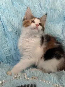 Мейн-Кун котенок