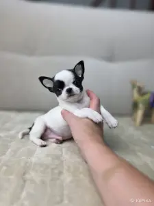 Мальчики Чихуахуа