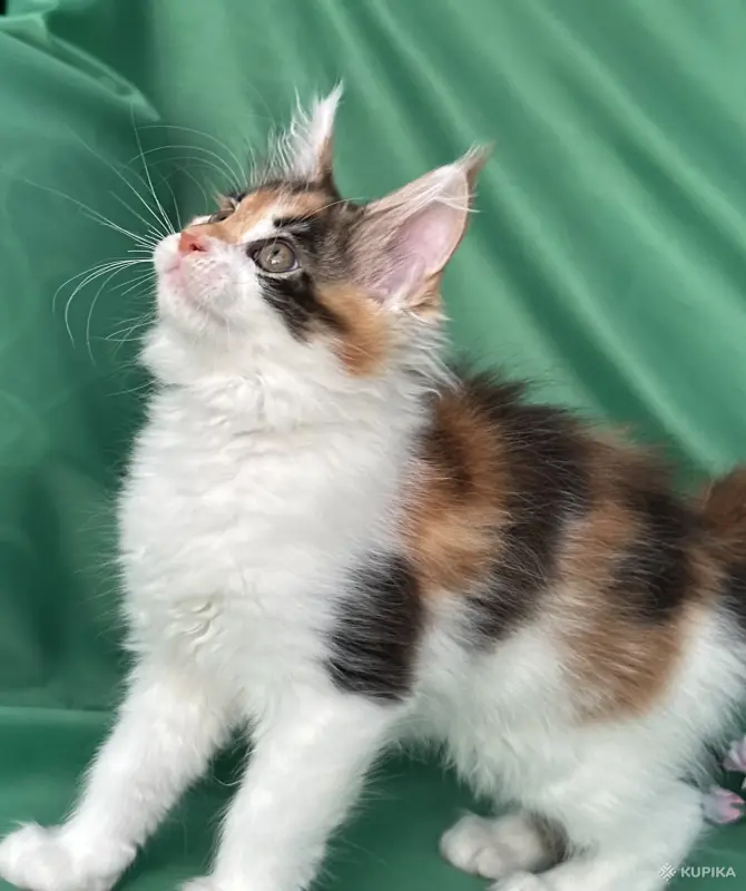Кошки - Котята мейн-кун - Вся Беларусь - Фото 13 Котята мейн-кун - Вся Беларусь - 253681 - Доска объявлений Kupika.by - Фото 13