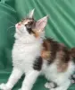 Кошки - Котята мейн-кун - Вся Беларусь - Фото 13 Котята мейн-кун - Вся Беларусь - 253681 - Доска объявлений Kupika.by - Фото 13