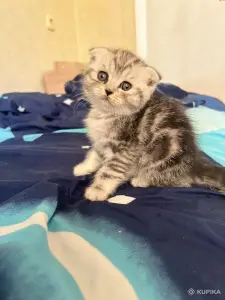 Шотландский вислоухий мальчик