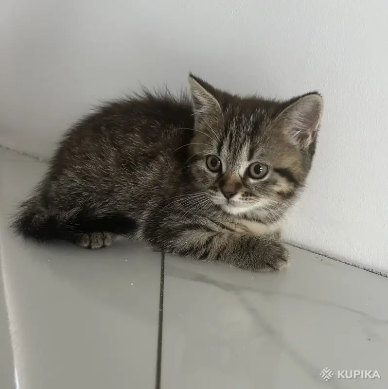 Шотландские котята мальчики прямоухий и вислоухий