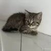 Кошки - Шотландские котята мальчики прямоухий и вислоухий - Вся Беларусь Шотландские котята мальчики прямоухий и вислоухий - Вся Беларусь - 255543 - Доска объявлений Kupika.by